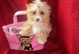 Male yorkie puppy price reduced