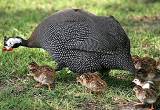 75 - $8 each Guinea fowl hatched 3/26