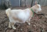 Reg Nigerian Dwarf IN MILK w/ buckling