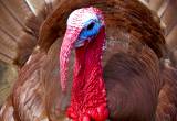 red bourben turkeys