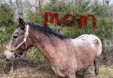 bashkir cury and half quater horse