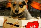 CKC Blue & Red Heeler Puppies