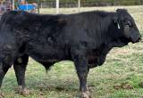 Purebred Gelbvieh Bull