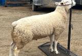 texel ram