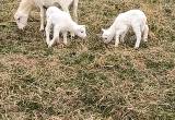 St. Croix and St. croix/ Katahdin ram lambs