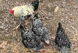 Silver Laced Wyandotte Chicks
