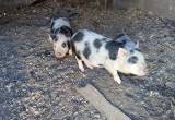 pot belly pigs