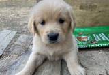 2 Golden Puppies left!