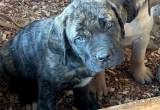 akc english mastiff pup