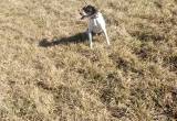 English Pointer Dog