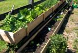 Raised Beds: Ready to Use