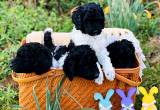 AKC Standard Poodle female puppy