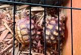 sulcata tortoises