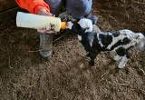 Bottle Lambs