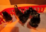 Dominique Baby Chicks