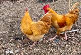 2 Buff Orpington Roosters