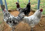 6 young Ameraucana Roosters