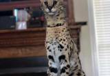 Rare serval cats