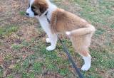 Anatolian shepherd/ great pyrenees