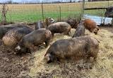 pigs ready for slaughter