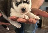 Siberian Husky puppies