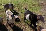 Dwarf Nigerian goats