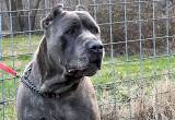 female cane corso