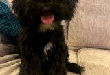 6 month old Schnoodle needing rehomed!
