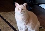 Beautiful Spayed Female Cat