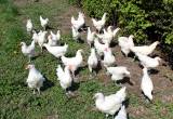 Bresse Chicks for sale