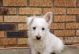 West Highland Terriers