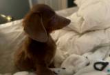 mini female dachshund