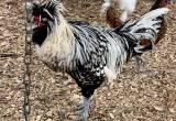 2 Exotic Silver Polish Roosters