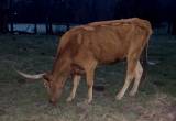longhorn cow