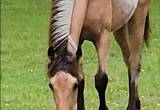 twh buckskin filly (mccurdy bred)