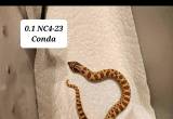 Juvenile female Conda Hognose