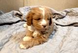 cavapoo