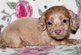 dachshund puppies