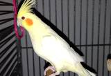 cockatiel with large cage