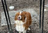 Green Eyed Australian Shepherd