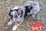 miniAustralian shepherd/ German shepherd