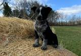 Blue Heeler