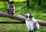CKC Mini Aussie Puppies (w/ health cntrct