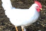 White Legging Roosters