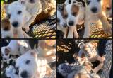 Great Pyrenees/ Catahoula Puppies