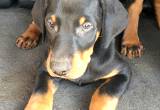 Doberman puppies