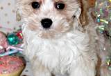 Small Hypoallergenic Puppies