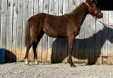 grade TWH stud colt