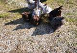 Easter chicks (orpingtons)