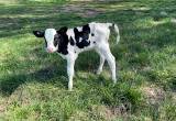 bottle holstein heifer